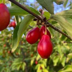 Cherry Cornelian (Cornus mas) 2